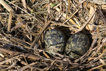 Nest of Northern Lapwing (Vanellus Vanellus) Wth Two Eggs