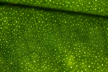 Abstract macro background view of a lemon tree leaf with light filtering bokeh