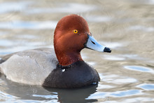 Portrait Of A Redhead Duck (aythya Americana) Swimming In The Water