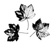 © maribom - Leaves imprints isolated on white background vector