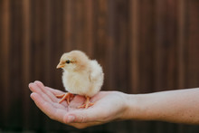 Yellow Chick Sitting In A Woman's Hand