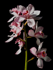 Wall Mural - Sunlight Orchids