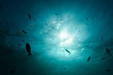 Silhouettes Of The School Of Small Fish Swimming In The Blue Water Against The Sunlight