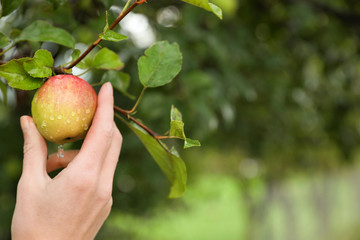 Woman picking ripe apple from tree in garden, closeup