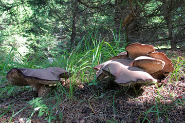 grandi funghi del genere Sarcodon