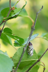 Wall Mural - Closeup of an empty scarce fritillary, Euphydryas maturna pupa after the butterfly has hatched