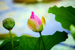 Lotus, Blume, Blüte, Wasser, Wasserpflanze, lila, pink