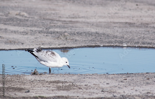 Fotografia The black-billed gull, also known as Buller's gull, or tarapuka is a species of gull in the family Laridae