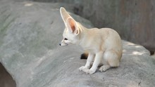 Portrait Of A Cute Fennec Fox Sitting On Rock And Looking Around, Alert Expression.