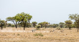 Fototapeta Sawanna - Zebras running across landscape