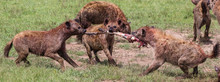 Hyenas Fighting Over Zebra Leg