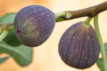 Two Figs Growing On A Tree With Leaves And Golden Background