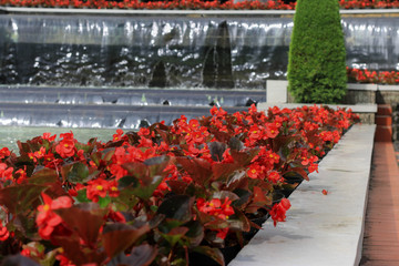 beautiful red flowers in the garden