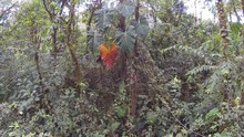 Flying Towards A Giant Philodendron Climber Understory Of Montane Rainforest
