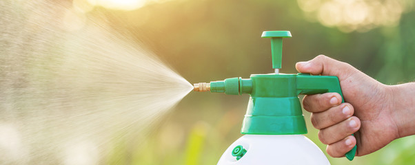 Poster - Hand holding watering can and sprayign to young plant in garden