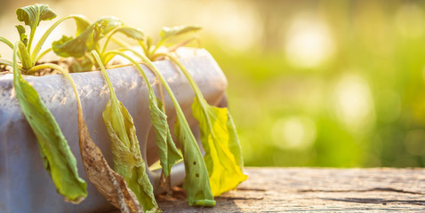 Poster - Dead plant or vegetable in plastic bottle on wooden table with sunlight in morning time