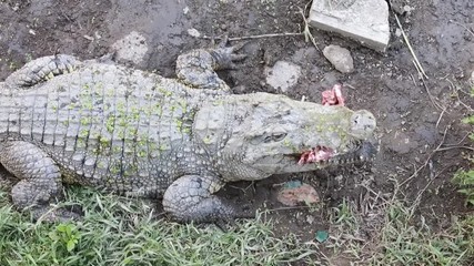 Wall Mural - Crocodile eating