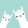 Two llama alpaca animal set. Face neck. Fluffy hair fur. Cute cartoon funny kawaii character. Childish baby collection. T-shirt, greeting card, poster template print. Flat design. Blue background.