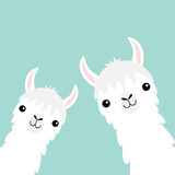 Two llama alpaca animal set. Face neck. Fluffy hair fur. Cute cartoon funny kawaii character. Childish baby collection. T-shirt, greeting card, poster template print. Flat design. Blue background.