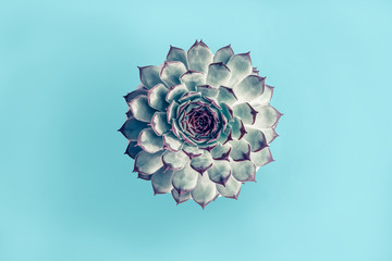 Wall Mural - Natural green succulent cactus on light blue background, top view, flat lay.