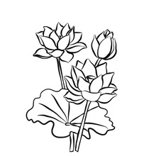 Beautiful Lotus Flowers Black White Isolated Sketch
