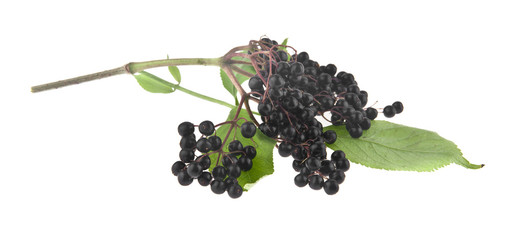 Canvas Print - elderberry isolated on white background close up