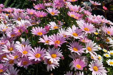 Wall Mural - Sydney Australia, pink daisy's with yellow centre in the afternoon light