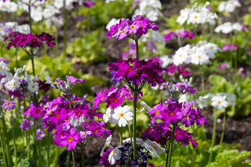 Wall Mural - Sydney Australia, garden bed of  primula flowers in bloom