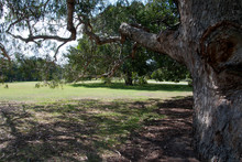 Sydney Australia, Under A Maiden's Gum Tree Looking Across The Lawn