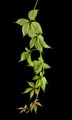 Wall Mural - autumn grape leaves isolated on black background