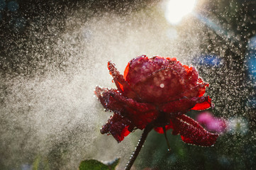 Red rose and splashes of water