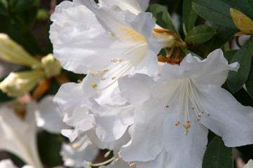 Wall Mural - Sydney Australia, flowers of the rhododendron veitchianum native to Burma, Thailand as Laos