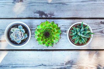 Wall Mural - Mix flowering succulent plants on white wooden background, modern, minimalist composition, flat lay, top view