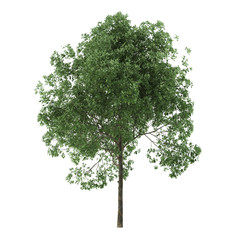 Wall Mural - Alder. Tree isolated on white background. 3D rendering.