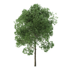 Wall Mural - Alder. Tree isolated on white background. 3D rendering.