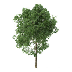 Wall Mural - Alder. Tree isolated on white background. 3D rendering.