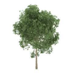 Wall Mural - Alder. Tree isolated on white background. 3D rendering.