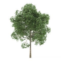Wall Mural - Alder. Tree isolated on white background. 3D rendering.
