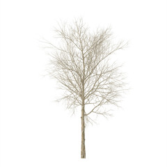 Wall Mural - Dry wood. Isolated on white background. 3D rendering.
