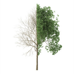 Wall Mural - Half dried tree. Isolated on white background. 3D rendering.