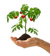Tomato plant with soil in hand isolated on white background