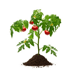 Tomato plant with soil isolated on white background