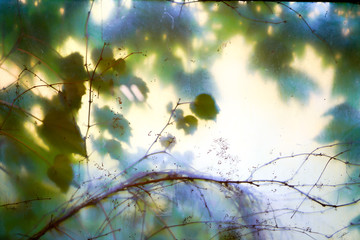 Leafs and tree through the glass background