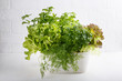 Fresh aromatic culinary herbs in pot on white background. Lettuce, dill, leaf celery and small leaved basil. Kitchen garden of herbs.