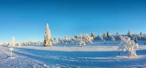 Wall Mural - snowy panorama, frozen trees in winter in saariselka, lapland, finland