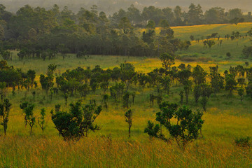 Wall Mural - Forest trees