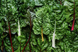 Fresh chard background. Top view, close-up view