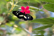 papillon butinant une fleur