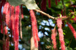 Chenille plant, flowers of Acalypha hispida