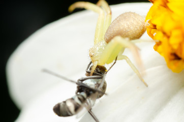 Wall Mural - Macro of spider hunting victim on white flower